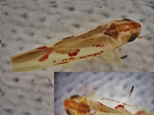 Zygina angusta